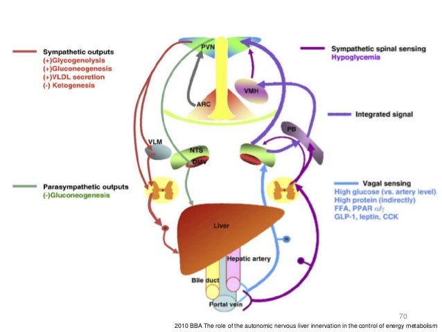 Control of Energy Metabolism